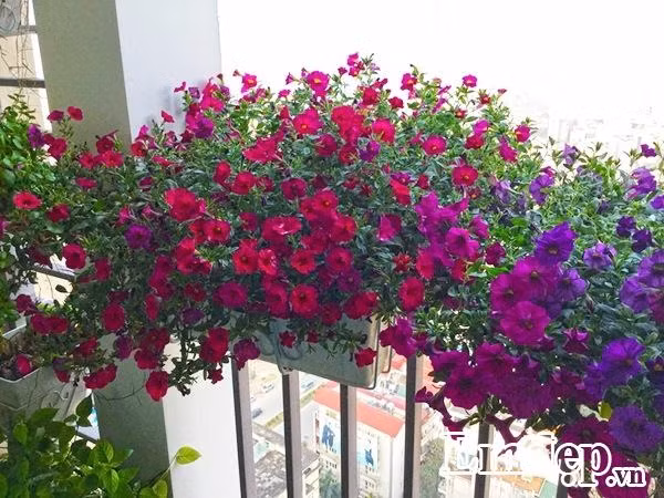 Anh Vượng lưu ý, dạ yến thảo là cây cân nắng, càng nhiều nắng thì càng sai hoa. Thiếu nắng cây thường chỉ phát triển cành lá, ra rất ít nụ, hoa nở cũng không đẹp và nhanh tàn. Ban công nhỏ nên anh Vượng chủ yếu trồng trên lan can, đặt một vài chậu dưới sàn, hơn nữa lại trồng trên cao nên sâu bệnh hầu như không có.