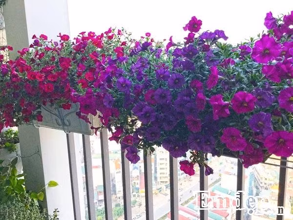 Khoảng ban công nhỏ xinh chỉ với 4m2 nhưng anh Vượng vẫn mong muốn tạo thêm sức sống cho góc nhỏ ngoài trời, là nơi để anh có thể ngắm nhìn phố phường vào buổi sáng sớm hay có thêm view đẹp, lấy cảm hứng ngồi vào bàn làm việc vào buổi tối.