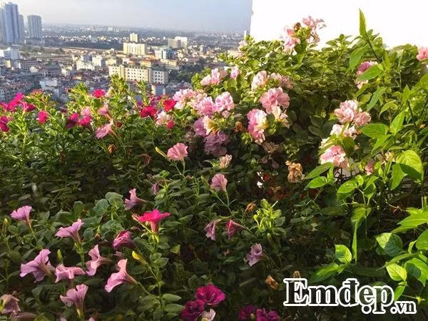 Anh Vượng chia sẻ, thời gian đầu mới mua nhà, ngôi nhà của anh có ban công nắng chiếu thẳng vào khiến cuộc sống ở trên cao với anh lại càng mệt mỏi hơn. Anh đã chọn cách trồng cây, thời gian rảnh anh có thể chăm chút cho cây cối, và tạo thêm không gian xanh tươi, rực rỡ giúp chốn đi về của anh dễ nhìn hơn.