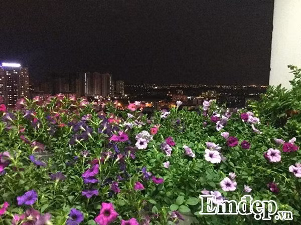 Hỏi về bí quyết để có vườn hoa ban công đẹp lung linh sắc màu như vậy, anh Vượng chia sẻ: 'Mình muốn nhắn nhủ với các bạn yêu hoa là nên tìm mua hoa ở những nhà vườn lớn, uy tín, có chính sách bảo hành thì thường là cây sẽ khỏe mạnh và thời gian cho hoa được lâu. Và khi gặp vấn đề như là sâu bệnh thì họ sẽ chỉ thuốc và giúp đỡ trị bệnh cho cây nhiệt tình. Và những ai thực sự mong muốn có một vườn hoa rực rỡ thì nên tham ra các nhóm về hoa để học hỏi kinh nghiệm từ các tiền bối đi trước'.