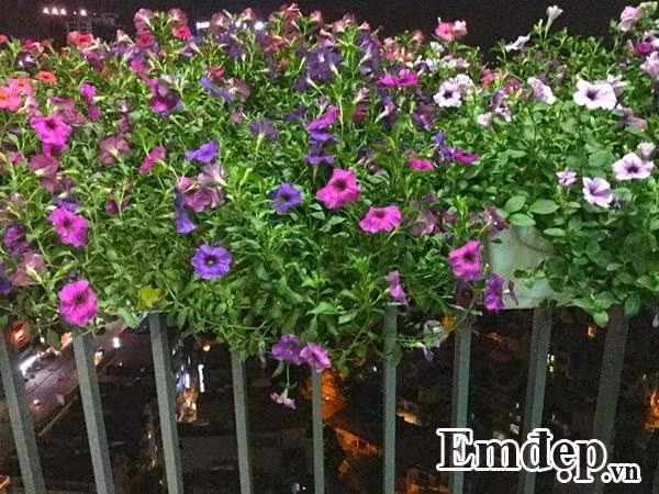 Thông thường 2 - 3 ngày anh mới tưới 1 lần. Một chậu dài thì mỗi lần tưới khoảng 1 lít nước và chú ý không nên tưới vào buổi tối. Buổi tối khi nhiệt độ xuống, cây không cần quá nhiều nước. Tưới cây sẽ khiến cho cây dễ bị ngập úng, dễ bị thối lá, thối thân và nhiễm bệnh. Bên cạnh việc tưới nước, cần chú ý đến chất trồng, nên trộn đất với xơ dừa hoặc các nguyên liệu tơi xốp giúp cây thoát nước tốt, đủ dinh dưỡng cung cấp để cây ra nhiều đợt hoa.