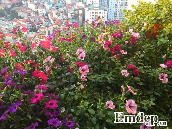 Anh Vượng chia sẻ, sau một thời gian chăm sóc cho vườn hoa ở ban công, anh rút ra được khá nhiều kinh nghiệm. Đầu tiên là cần chú ý tưới nước. Chỉ khi nào cây héo, lá rũ xuống, có biểu hiện thiếu nước thì anh mới tưới và đã tưới sẽ tưới thật đậm.