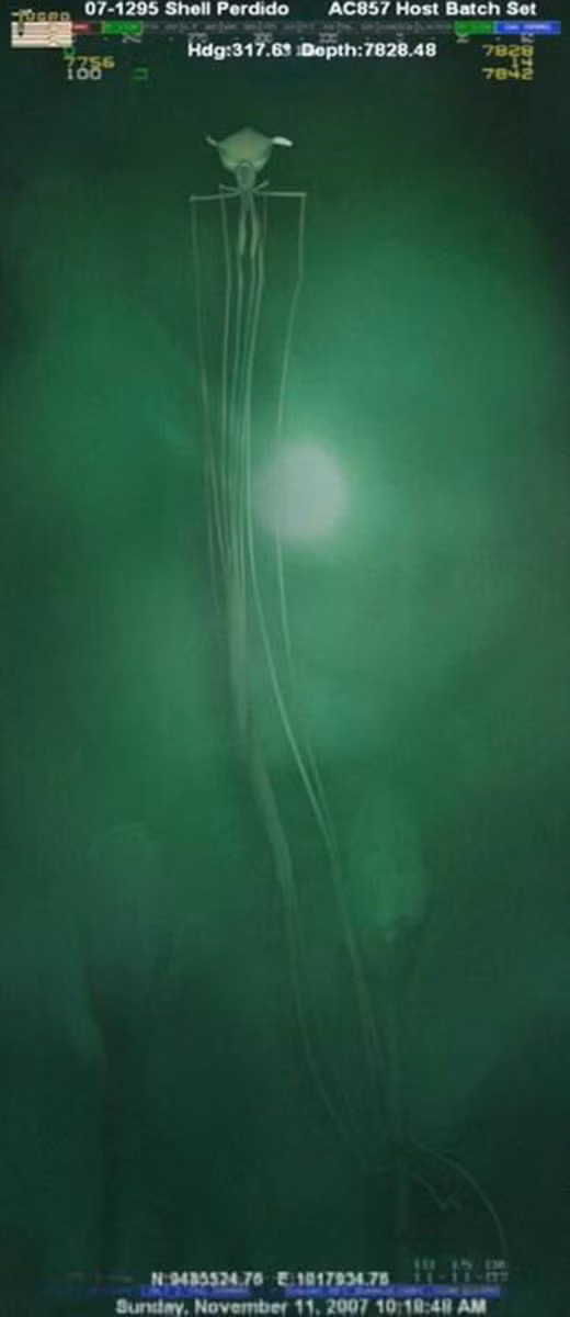 Mực ống khổng lồ đã đi vào huyền thoại cho đến khi nó được nhìn thấy còn sống vào năm 2001. Con mực khổng lồ thuộc họ Architeuthidae này là một sinh vật cư ngụ dưới đáy sâu đại dương. Nó có thể phát triển đến một kích thước ấn tượng 13m (43 feet) đối với con cái và 10m (33 feet) đối với con đực nhờ được tha hồ vùng vẫy dưới biển sâu. Các nhà nghiên cứu Nhật Bản đã lấy hình ảnh đầu tiên của một con mực khổng lồ sống trong môi trường tự nhiên vào năm 2004. Trong tháng 7 năm 2012 một con mực sống khổng lồ lần đầu đã được quay tại Chichi-jima.