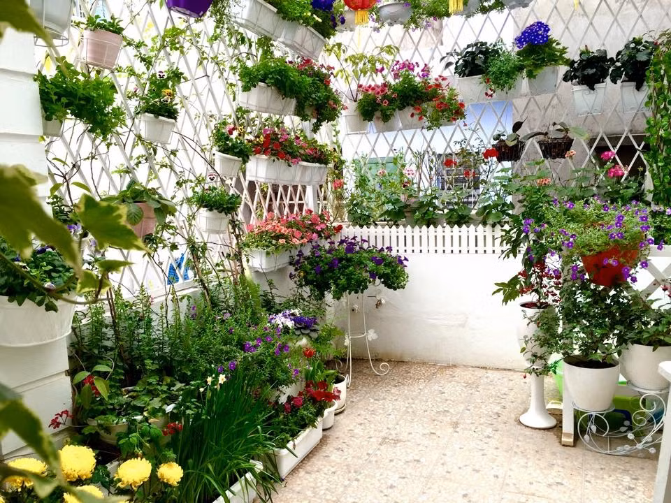 Hiện tại, khu vườn nhỏ xíu trên ban công nhà chị có tới 30 loài hoa với đủ các loại như dạ yến thảo, râm bụt, lồng đèn, đồng tiền, hoa trà, đậu biếc, hoa cúc, tóc thần vệ nữ, tổ quạ, triệu chuông… Thời gian gần đây, chị lại bị cuốn hút bởi các loài hồng ngoại nên chị cũng bắt đầu tập tành trồng thêm vài chậu hồng để khu vườn thêm đa dạng.