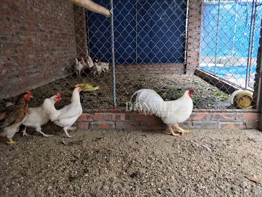 Để không bị pha tạp, anh Phương chọn nuôi tách các con gà bạch tạng với nhau.