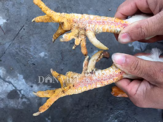 Các cặp chân gà tiến vua bạch tạng của anh Phương mang đặc trưng của loài gà chín cựa.