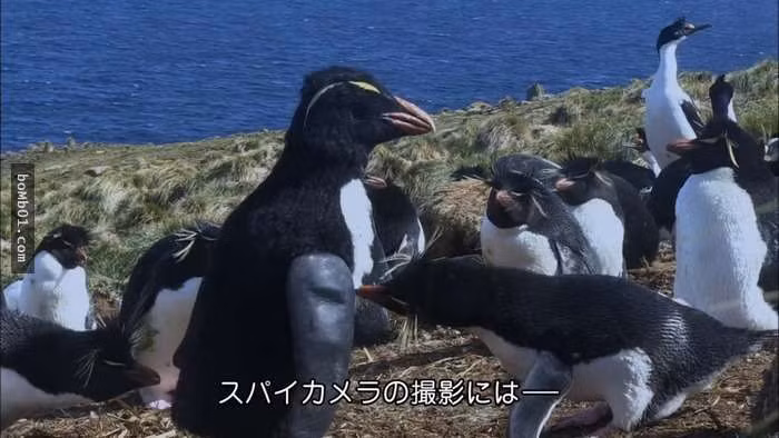 Chim canh cut gian diep “roi dau” kinh hai va cai ket hai huoc