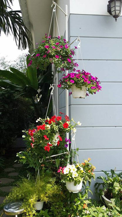 Những giỏ dạ yến thảo rực rỡ.