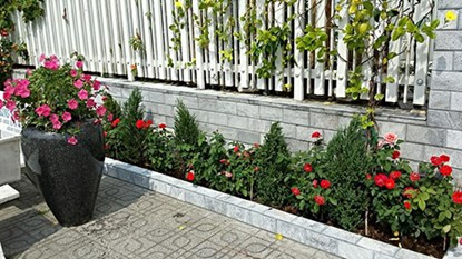 Bờ rào được trang trí bởi hoa hồng.
