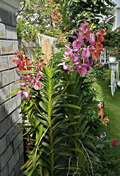 Tận dụng mảnh đất trước nhà, chị trồng rất nhiều hoa lan, hoa hồng.