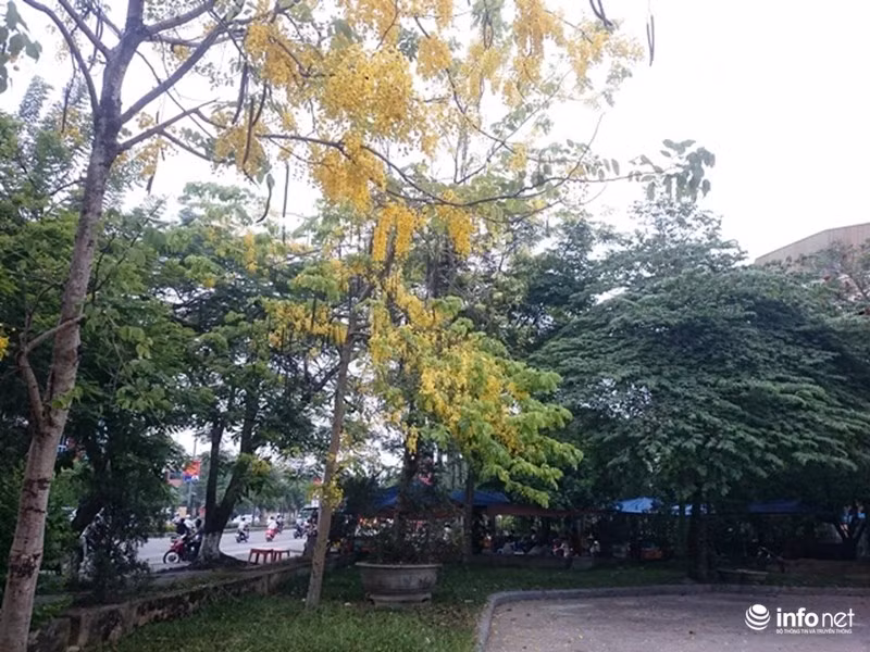 Hoa muồng hoàng yến nở trong sân Trung tâm văn hóa TP.Huế.