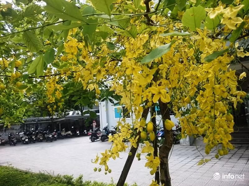 Muồng hoàng yến có tên khoa học là Cassia Fistula L thuộc cây họ đậu. Ở Việt Nam, hoa muồng hoàng yến còn có các tên gọi khác như muồng hoàng hậu, hoa lồng đèn, bò cạp nước, Osaka..., có nhiều ở khu vực Tây Nguyên và miền Nam. Hoa muồng hoàng yến nở theo cụm, thường rũ xuống 30 - 40cm, cánh hoa hình bầu dục, mặt ngoài phủ lông mượt. Mỗi hoa có 5 cánh, đường kính 5 - 8cm có màu vàng tươi.