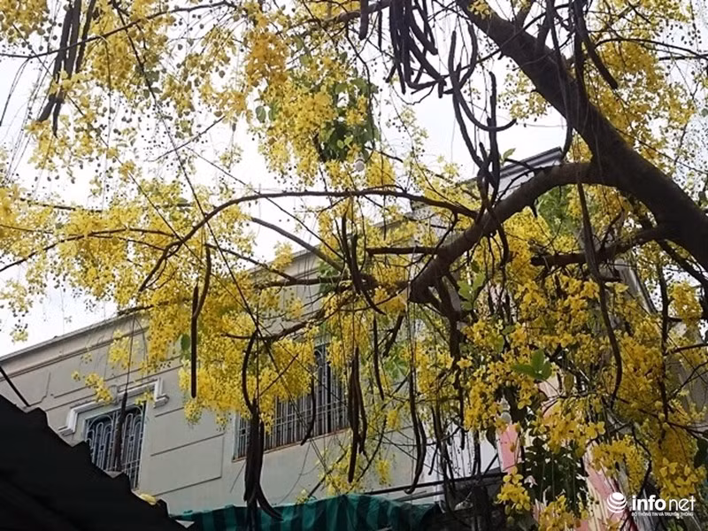 Nở vàng trên một góc trời xứ Huế.