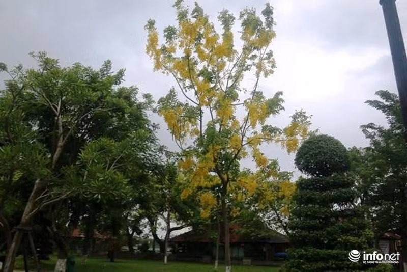 Một cây hoa muồng được trồng gần đường đi bộ Nguyễn Đình Chiểu (TP.Huế).