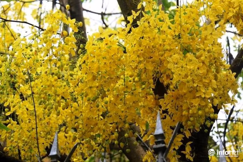 Hoa muồng hoàng yến nở vàng tươi rất được nhiều người chơi hoa ưa thích.