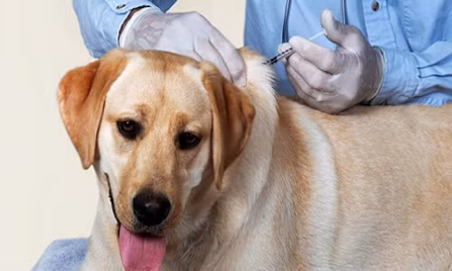 TP HCM: Lần đầu tiên sau 10 năm có người chết vì chó dại TP HCM: Lan dau tien sau 10 nam co nguoi chet vi cho dai