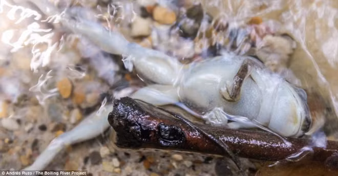 Hầu hết các sinh vật đều không thể sống sót khi rơi xuống sông.