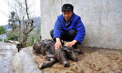 Hình ảnh con bê hai đầu khiến nhiều người dân ngạc nhiên.