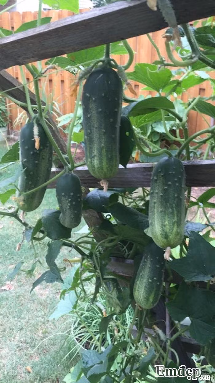 Với các loại rau quả, để cây cối luôn xanh tốt và năng suất, chị Minh chia sẻ, chị thường bón bằng nước vo gạo, nước cá tôm, xác sữa đậu nành, lá khô... Tất cả được cho vào thùng đem tưới trực tiếp lên đất.