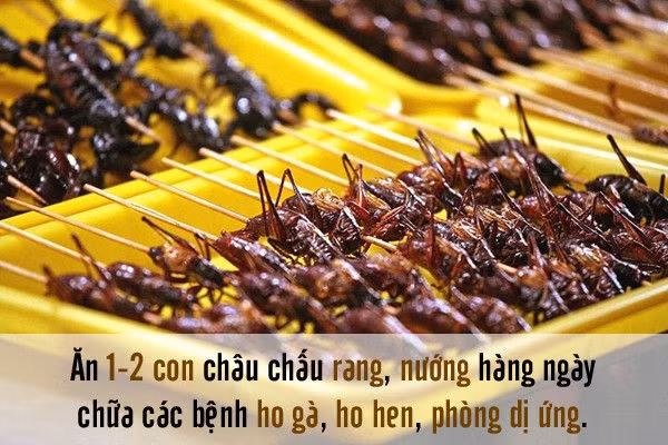4.Châu chấu Châu chấu là loài côn trùng hết sức quen thuộc trong đời sống hàng ngày, nhất là ở những vùng nông thôn. Theo dược học cổ truyền, châu chấu lúa có vị cay ngọt, tính ấm: Chỉ khái bình suyễn, tư bổ cường tráng, trị chứng kinh phong, giải độc thấu sang, thường dùng để chữa cho trẻ co giật Ho gà, hon hen, ban chuẩn bất xuất, thương phong… Ăn 1 – 2 con châu chấu rang hàng ngày sẽ giúp bạn phòng các bệnh ho gà, ho hen, dị ứng.