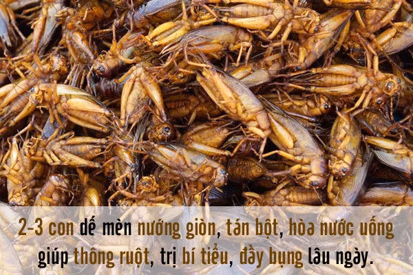 3.Dế mèn Dế mèn là bài thuốc quý trong Đông y, có vị cay mặn, tính ôn. Dế mèn có thể chữa các bệnh tiểu tiện khô, bí đại tiện, thủy thũng, viêm bàng quang hiệu quả. Để giúp thông ruột, trị bí tiểu, đầy bụng lâu ngày bạn có thể nướng giòn 2 – 3 con dế mèn, tán bột và hòa nước uống.