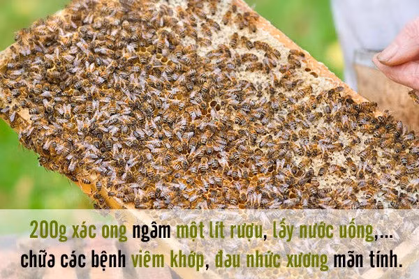 1.Ong Ong là loại côn trùng có tác dụng chữa nhiều bệnh. Nếu mật ong là một trong những thực phẩm mang lại nhiều lợi ích cho sức khỏe. Tác dụng của mật ong đối với sức khỏe có thể kể đến như làm lành vết thương, trị mụn, đẹp da, giảm cân… Thì xác ong có tác dụng làm thuốc chữa bệnh về khớp, đau nhức xương mãn tính.