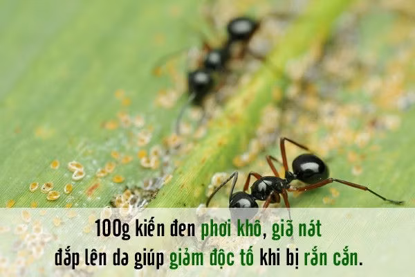 2.Kiến đen Kiến đen chứa tới 40 – 67% protein gồm nhiều loại acid amin mà trong đó có 8 chất không thể thay thế được. Đông y cho rằng, kiến đen có vị mặn, cay, hơi độc, có tác dụng thanh nhiệt, giải độc, tiêu thũng, giảm đau. Bên cạnh đó trứng kiến gai đen còn có tác dụng giúp ngủ ngon, chống trầm cảm, tăng cường sinh lực cho cơ thể. Ngoài ra, trứng kiến gai đen còn giúp thoải mái về tinh thần, chống căng thẳng và có tác dụng hỗ trợ tốt cho chứng suy giảm sinh lý và giảm trí nhớ.