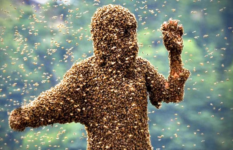 3. Ong lai châu Phi (ong sát thủ). Loài côn trùng nguy hiểm này vô cùng hiếu chiến. Cả bầy có thể truy đuổi nạn nhân suốt quãng đường dài tới 800 mét. Con người có thể tử vong nếu bị cả đàn ong sát thủ tấn công.