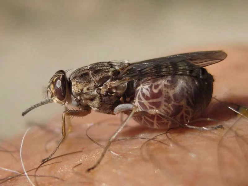 4. Ruồi xê xê. Sinh sống chủ yếu ở vùng nhiệt đới châu Phi. Ruồi xê xê là tác nhân truyền bệnh buồn ngủ gây chết người và lây lan bởi trùng tripanosoma (trùng mũi khoan). Khi bị loại ruồi này cắn, nạn nhân có triệu chứng cúm, mệt mỏi, sốt, đau đầu nghiêm trọng, sưng tấy và trong nhiều trường hợp sốt cao, nói lắp và động kinh sau đó là buồn ngủ và hôn mê sâu.