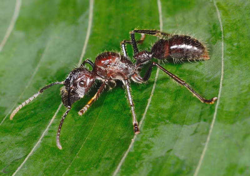 10. Kiến Paraponera clavata (kiến đạn). Thường sinh sống ở rừng nhiệt đới đất thấp ẩm như Nicaragua, Honduras hay Nam Paraguay. Một vết cắn của loài côn trùng này có thể gây cảm giác đau đớn như bị viên đạn găm vào và kéo dài trong vòng 24 giờ.