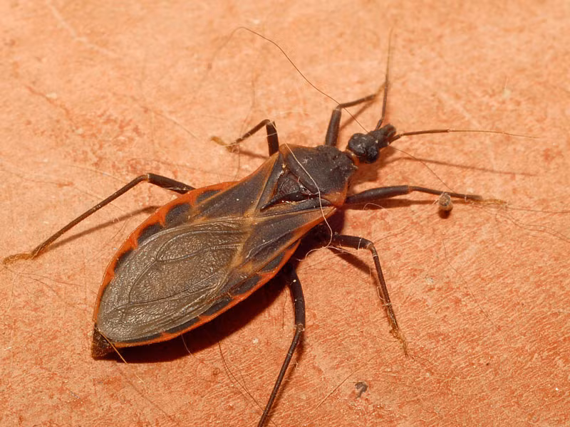 6. Bọ xít hút máu. Những con côn trùng này thường tấn công nạn nhân vào ban đêm quanh vùng môi hoặc mắt. Bọ xít hút máu thường truyền dịch bệnh nguy hiểm cho nạn nhân của chúng. Có một số trường hợp đã tử vong do bị loài côn trùng này tấn công.