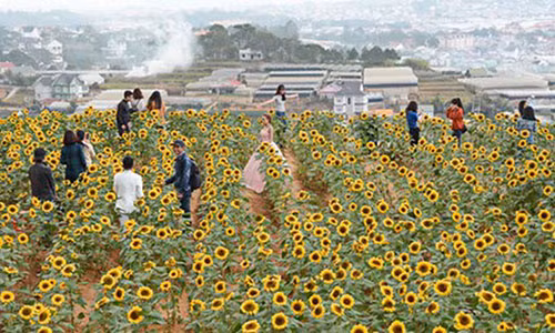 Thu tien trieu moi ngay tu vuon hoa e