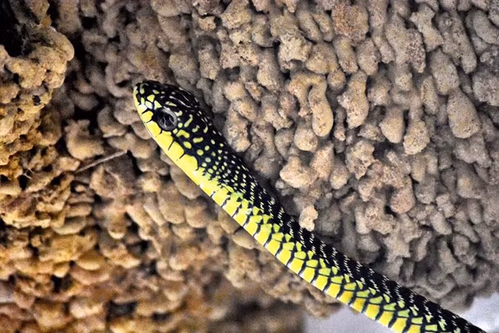 Rợn tóc gáy cặp rắn kịch độc trèo tường săn chim non - Hình 2 Ron toc gay cap ran kich doc treo tuong san chim non-Hinh-2