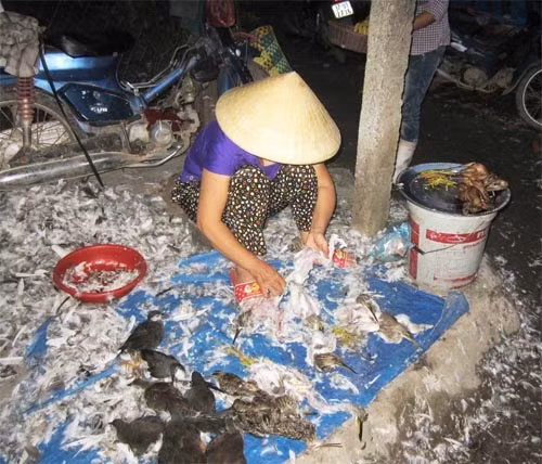 Hang ngan chim troi len ban nhau vi... may cat-set-Hinh-3