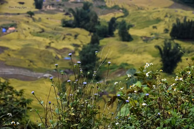 Với tôi, Y Tý không đẹp riêng bản làng nào, mà đẹp từ chính con đường dẫn tôi đến đó. Vẻ đẹp mộc mạc, hùng vĩ của nơi đây sẽ khiến bạn thấy mình trở nên nhỏ bé hơn bao giờ hết trước đất trời Tây Bắc.