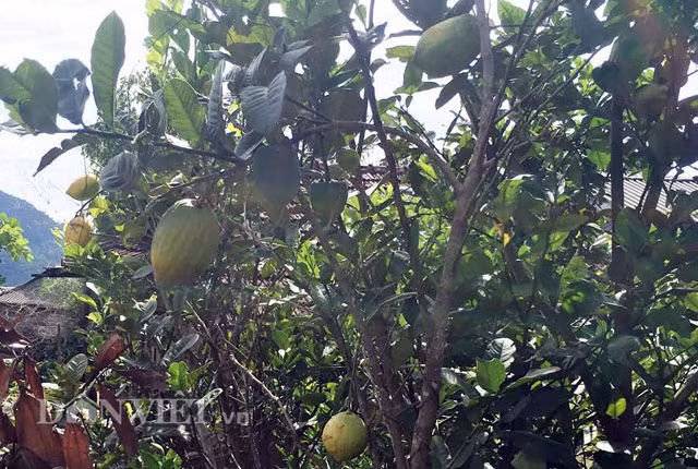 Qua quan sát thì cây chanh trưởng thành cao từ 1-3m, cũng có gai ở thân, nhánh và lá có mùi thơm như những cây chanh bình thường. Tuy nhiên số lượng trái ra khá ít, chỉ từ 5-15 trái/cây, nhưng có kích cỡ to đến khó tin.