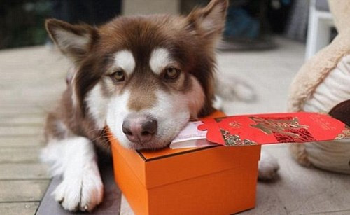 Trước đó, vào dịp Valentine 14/2 năm nay, Coco đã được cậu chủ tặng một một món quà đắt tiền và một phong bao lì xì dày cộp.