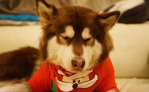 Tư Thông thường xuyên đăng tải những bức ảnh thể hiện lối sống xa hoa của cô cún cưng.