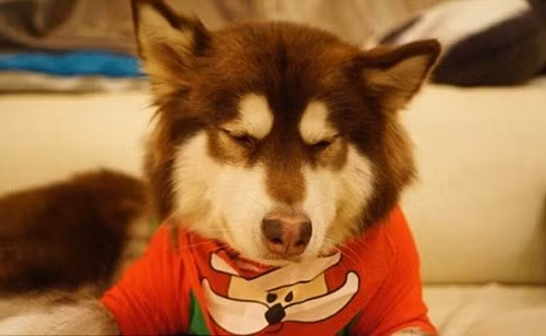 Tư Thông thường xuyên đăng tải những bức ảnh thể hiện lối sống xa hoa của cô cún cưng.