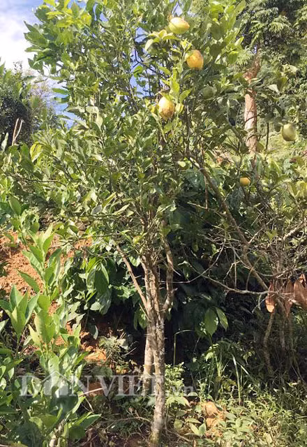 Cây chanh giấy có trái "khủng" đã trưởng thành.