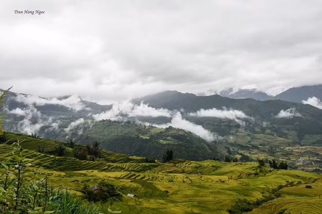 Ruộng bậc thang ở Y Tý và một số xã lân cận như A Mú Sung, A Lù, Ngải Thầu… rất đẹp. Chúng như những đợt sóng tràn theo những triền núi chênh vênh, chảy thoải xuống tận thung lũng như một biển vàng ngút ngàn.
