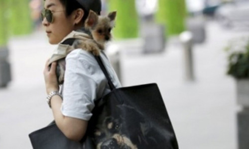 Cuộc sống cô đơn và căng thẳng tại nhiều thành phố lớn thúc đẩy sự phát triển của trào lưu nuôi thú cưng tại Trung Quốc.
