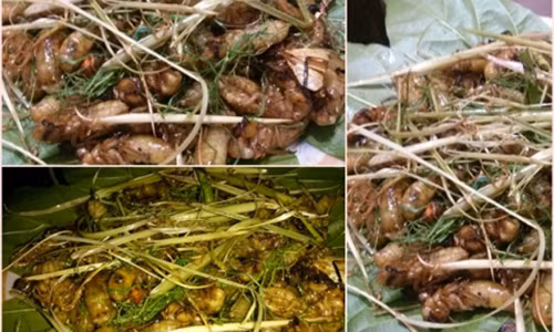 Nhiều người đổ xô mua nhộng ve sầu làm đồ nhậu.