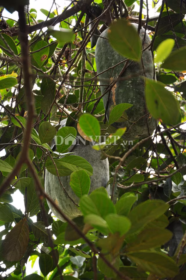 Giống bí lạ khổng lồ cho quả nặng trên dưới 10kg.