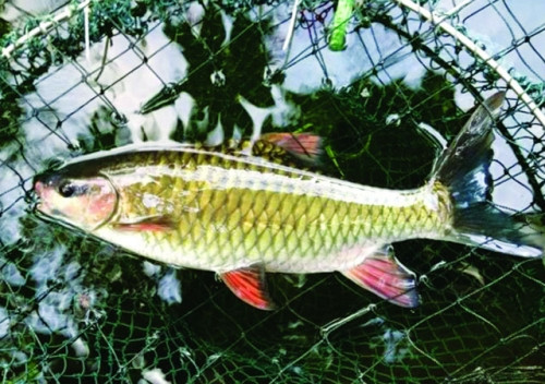 Ngo ngang loai ca than khien “nha giau cung phai an de”