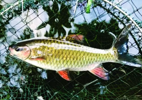 Ngo ngang loai ca than khien “nha giau cung phai an de”