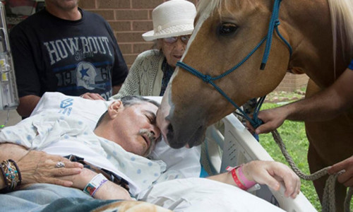 Hình ảnh chú ngựa quyến luyến chủ nhân của mình.