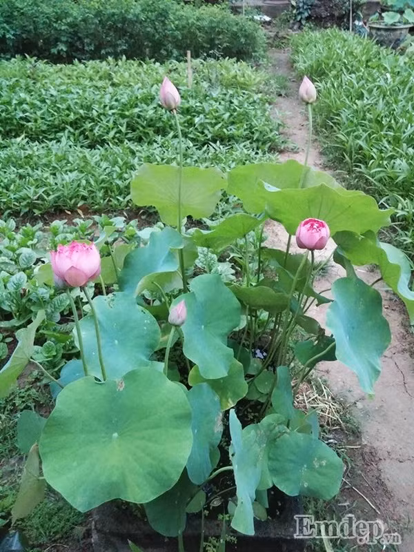 Ngoài ra, anh Hồng Điệp còn đặt chậu sen ở mảnh vườn bên hông nhà.