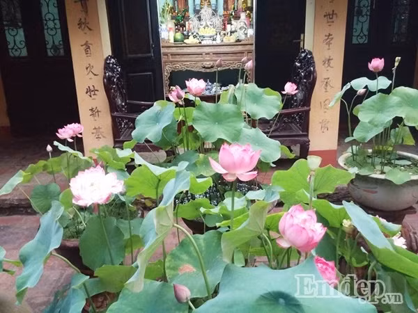 Anh đặt thêm bộ bàn ghế ngoài hiên nhà cổ, để tiện hơn cho việc ngắm sen và khoảng thiên nhiên xanh mát trước nhà.