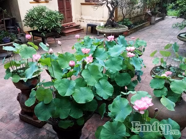 Ai đi ngang qua nhà anh cũng ngỡ ngàng trước vẻ đẹp dịu dàng của từng đóa sen.